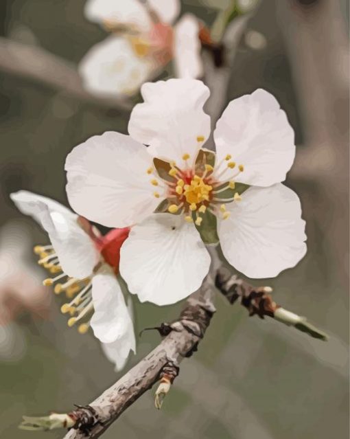 White Almond Blossom paint by number