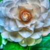 White Camellia Flower paint by number