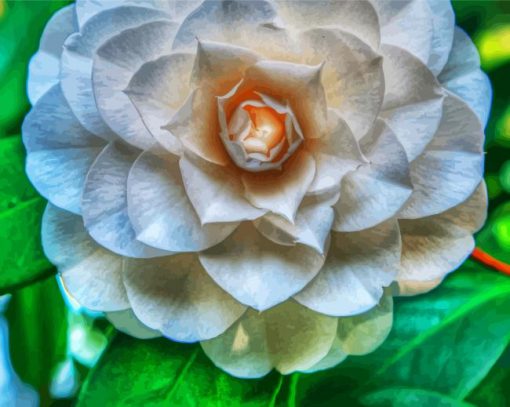 White Camellia Flower paint by number