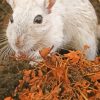 White Rodent Hairy Rat paint by number