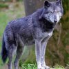 Wolf Northwestern Animal paint by number