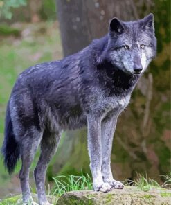 Wolf Northwestern Animal paint by number