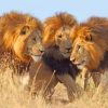 African Three Lions Animals paint by number