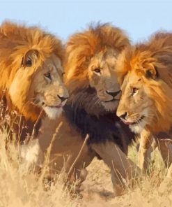 African Three Lions Animals paint by number