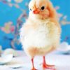 Baby Chicken paint by number