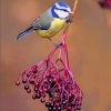 Bluetit On Elderberry Paint by number