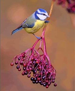 Bluetit On Elderberry Paint by number