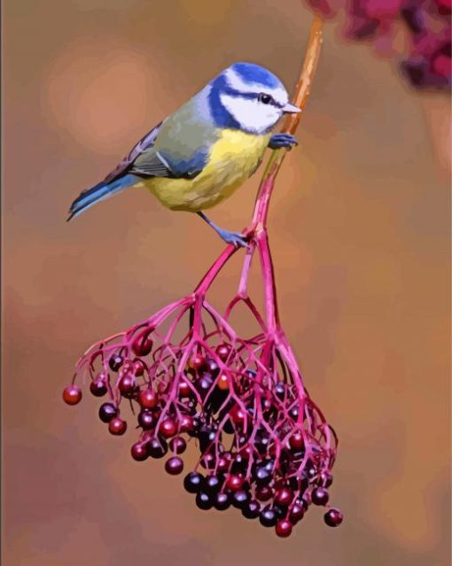 Bluetit On Elderberry Paint by number