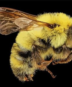 Bumblebee Insect paint by number