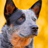 Cute Australian Cattle Dog paint by number