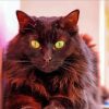 Cute Fluffy Black Cat paint by number