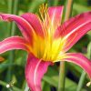 Daylily Flower paint by number