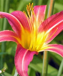 Daylily Flower paint by number