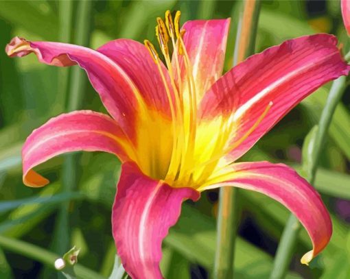 Daylily Flower paint by number