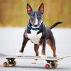 Dog Skateboard paint by number