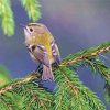 Goldcrest On Branch paint by number