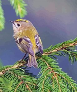 Goldcrest On Branch paint by number