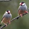 Java Sparrows On A Branch paint by number