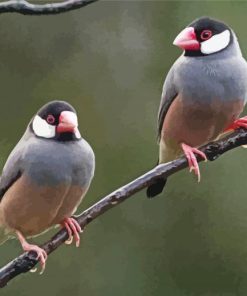 Java Sparrows On A Branch paint by number