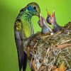 Mexican Violetear And Her Babies paint by number