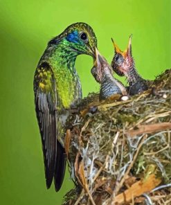 Mexican Violetear And Her Babies paint by number