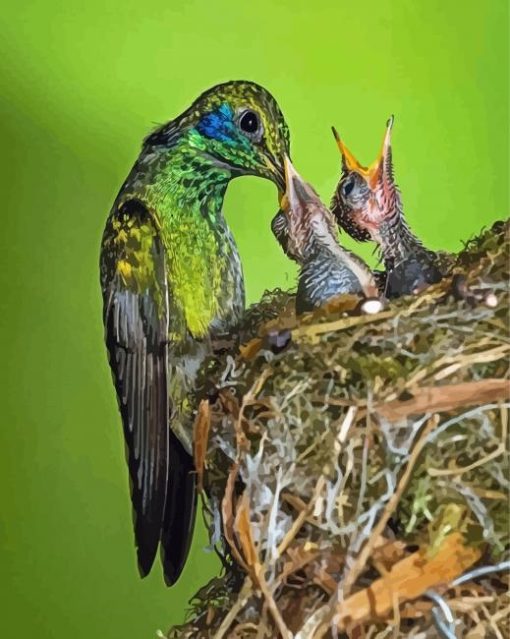 Mexican Violetear And Her Babies paint by number