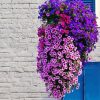 Petunias Beautiful Hanging Basket paint by number