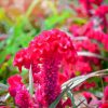 Pink Cockscomb Flower paint by number