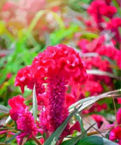 Pink Cockscomb Flower paint by number