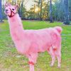 Pink Llama paint by number