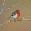 Red Capped Robin On Tree paint by number