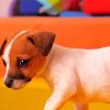 Small Jack Russell paint by number