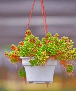 Succulent Hanging Plants paint by number