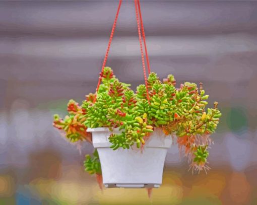 Succulent Hanging Plants paint by number