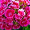 Sweet William Flowers paint by number