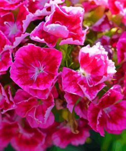 Sweet William Flowers paint by number