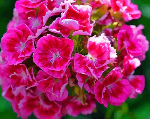 Sweet William Flowers paint by number