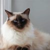 The Balinese Cat paint by number