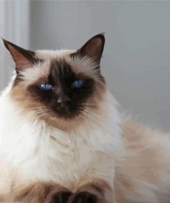 The Balinese Cat paint by number