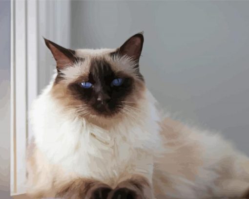 The Balinese Cat paint by number