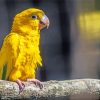 The Golden Conures Bird paint by number