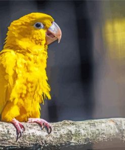 The Golden Conures Bird paint by number