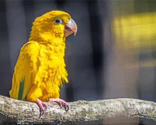 The Golden Conures Bird paint by number