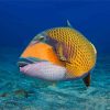 Triggerfish Undersea paint by number