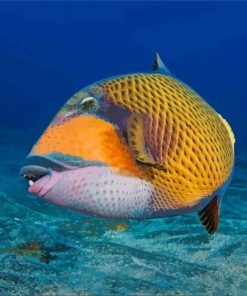 Triggerfish Undersea paint by number