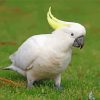 Adorable Goffins Cockatoo paint by number