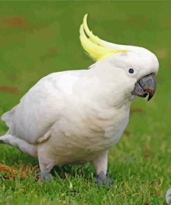 Adorable Goffins Cockatoo paint by number