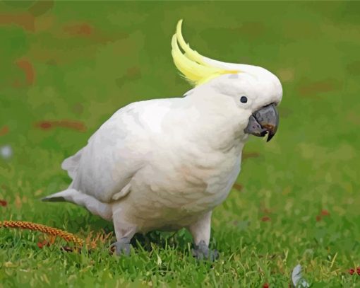 Adorable Goffins Cockatoo paint by number