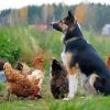 Aesthetic Dog With Chickens paint by number