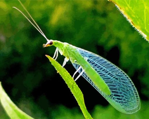 Aesthetic Lacewing Insect paint by number